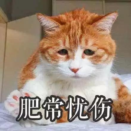 猫咪花色里隐藏的秘密