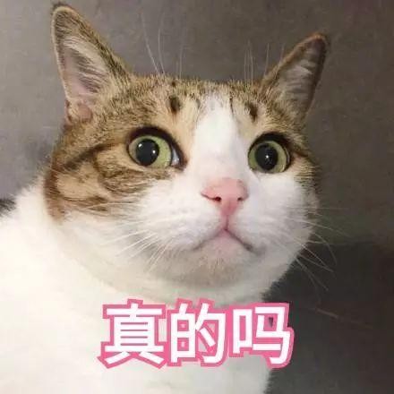 猫咪花色里隐藏的秘密