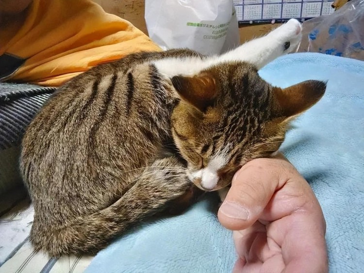 一家人在台风天捡到一只小奶猫：我们把它养大它也治愈了我们