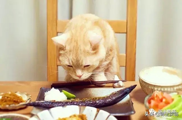 如何自制猫粮简易自制猫粮配方及制作方法和自制猫粮可替换食材