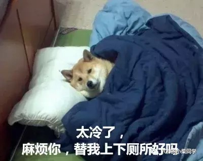 柴犬在中国为什么一下子火了呢