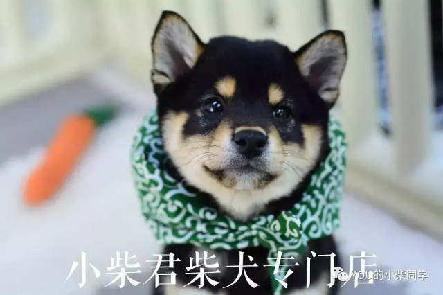 柴犬好不好养有什么优点