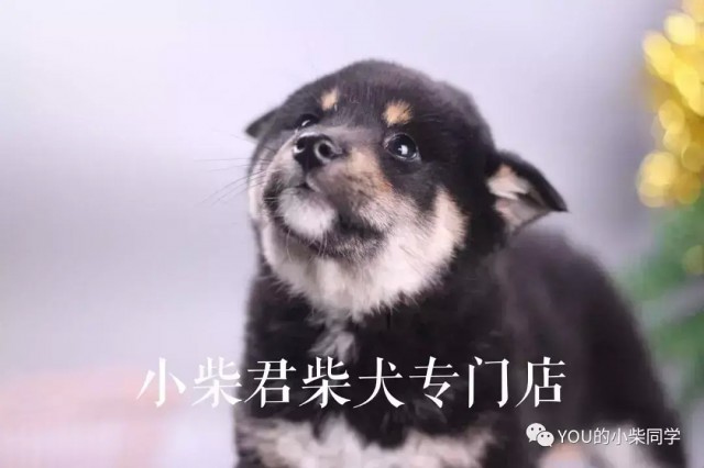 柴犬好不好养有什么优点