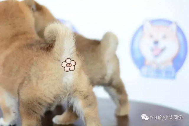 柴犬好不好养有什么优点