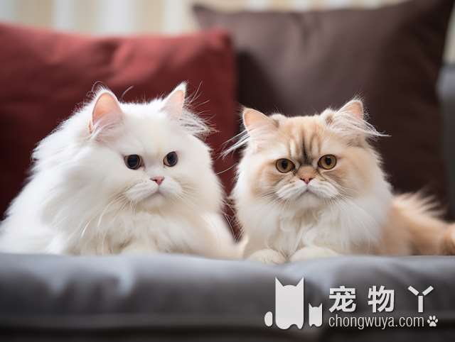 蓝猫和狸花猫的区别？