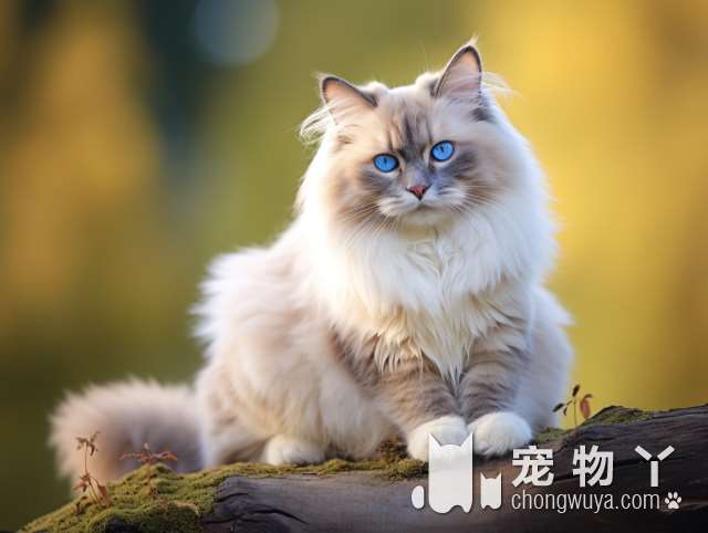 大连ANGLE PET侒吉拉宠物：为什么一定要找这位小姐姐给猫咪洗澡？